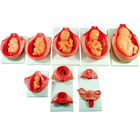 妊娠胚胎发育过程模型/怀孕胎儿教学仪器/实验器材