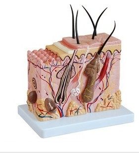 中型皮肤放大模型/人体皮肤模型/医用教具/皮肤结构模型XC-313-2
