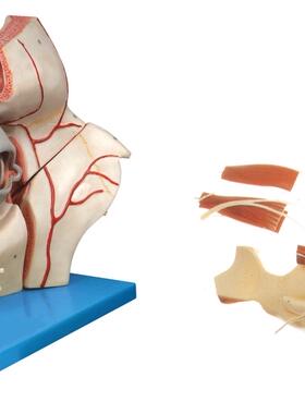 眼球与眼眶附血管神经放大模型A17105