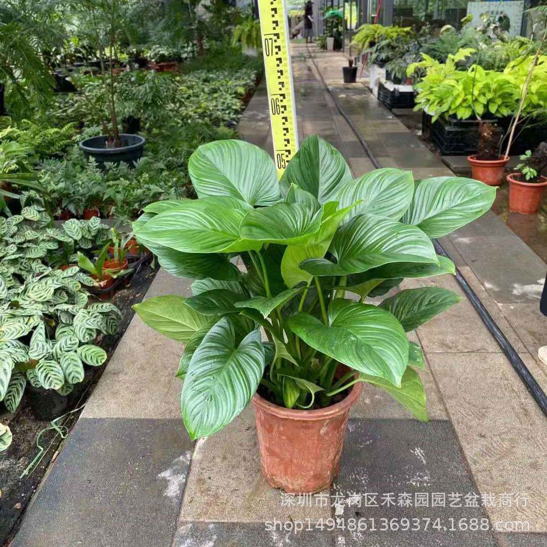 绿芙蓉大叶绿叶盆栽室内净化空气除甲醛绿植物网红耐养基地