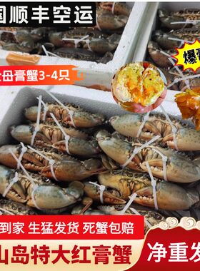 活发东山岛特大红膏青蟹礼盒