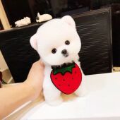 茶杯犬幼犬博美幼犬活体纯种俊介犬宠物狗狗活幼体袖 珍犬狗活体p