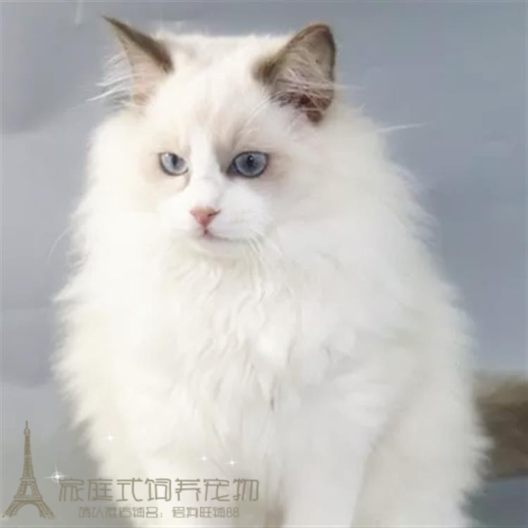 cfa赛级出售布偶猫宠物猫活体纯种布偶猫幼猫海豹双色