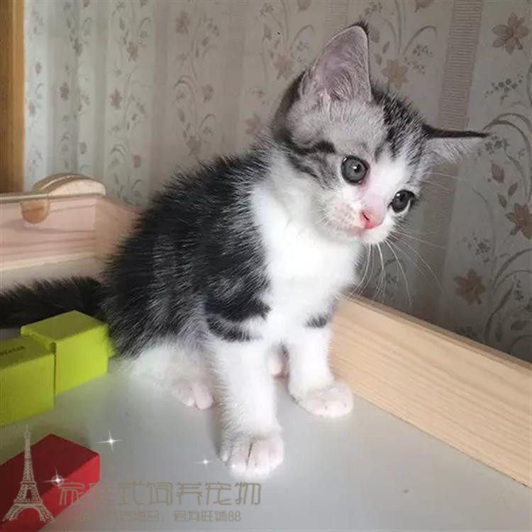 美国短毛猫 纯种美短加白起司猫活体美短折耳幼猫立耳美短加白g