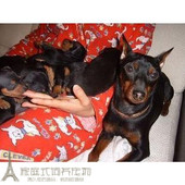 家养赛级活体守护神家养杜宾幼犬宠物活体狗狗杜宾犬大型犬p