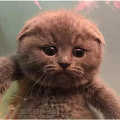 纯种英国短毛猫英短蓝猫活体短毛立耳折耳活体幼猫幼崽小猫出售p