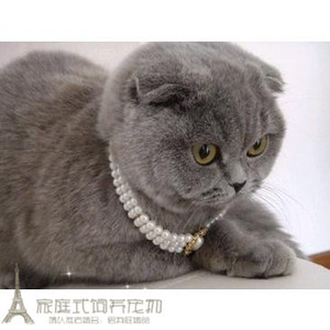 宠物活体猫猫英国短毛猫纯种英短蓝猫幼猫英短折耳蓝猫宠物小猫g