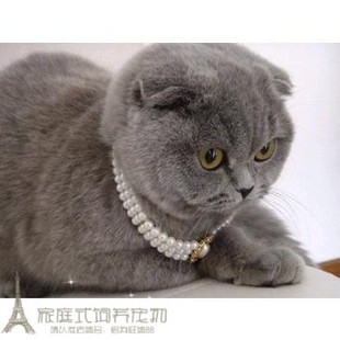 宠物活体猫猫英国短毛猫纯种英短蓝猫幼猫英短折耳蓝猫宠物小猫p