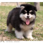 纯种活体巨型阿拉斯加雪橇犬幼犬烟灰色桃脸熊版 巨大阿拉斯加19p