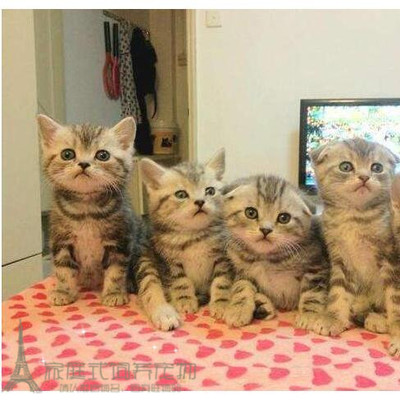 银虎斑纯种活体美国短毛猫
