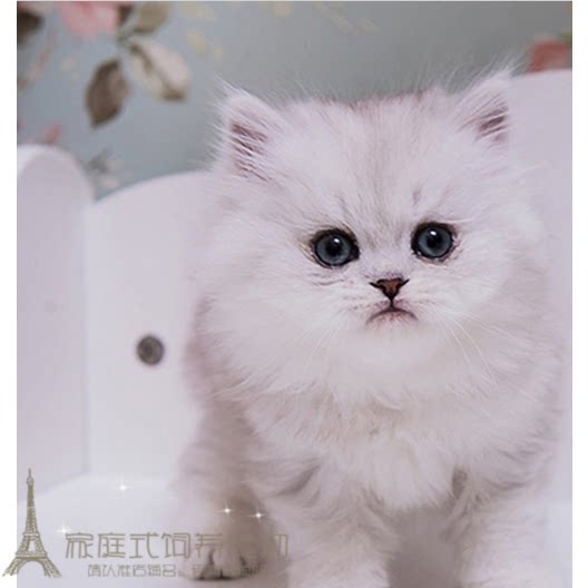 出售金吉拉幼猫长毛猫纯种家养金吉拉宠物猫金吉拉幼猫活体猫咪p