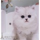 出售金吉拉幼猫长毛猫纯种家养金吉拉宠物猫金吉拉幼猫活体猫咪p