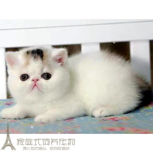 上海出售赛级血统加菲猫宠物猫异国短毛猫家养纯种加菲幼猫活体g