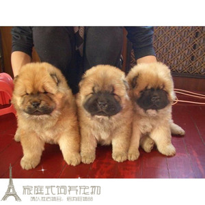 家养纯种赛级大头肉嘴家养松狮幼犬活体宠物狗g