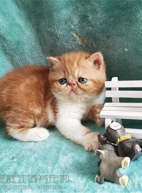 纯种出售幼崽活体异国短毛猫