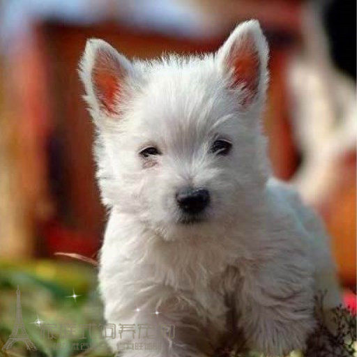 家养活体西高地幼犬活体宠物狗活泼听话有公有母p