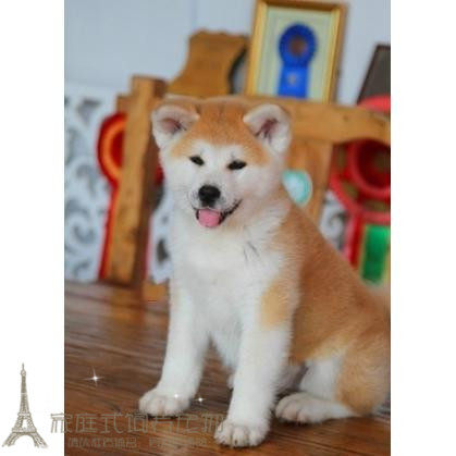 纯种日系秋田犬幼犬活体日本秋田犬赛级双血统宠物狗狗带证书p