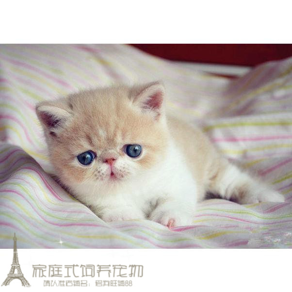 出售纯种活体异国短毛猫