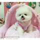 上海家养纯种博美幼犬长不大袖 珍犬迷你狐狸宠物狗可上门挑pp