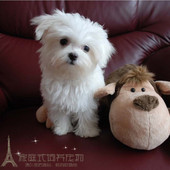 家养赛级活体级强悍赛级马尔济斯犬大毛量p