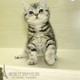 出售纯种美国短毛猫美短起司猫美短银虎斑幼猫活体支持支付宝p