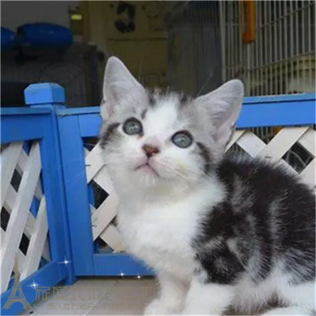 家养美国短毛猫宠物猫咪纯种美短加白起司立耳折耳活体幼猫幼崽g