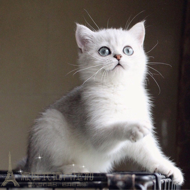 银渐层活体宠物猫英国短毛猫幼猫英短渐层幼猫宠物猫咪纯种猫p