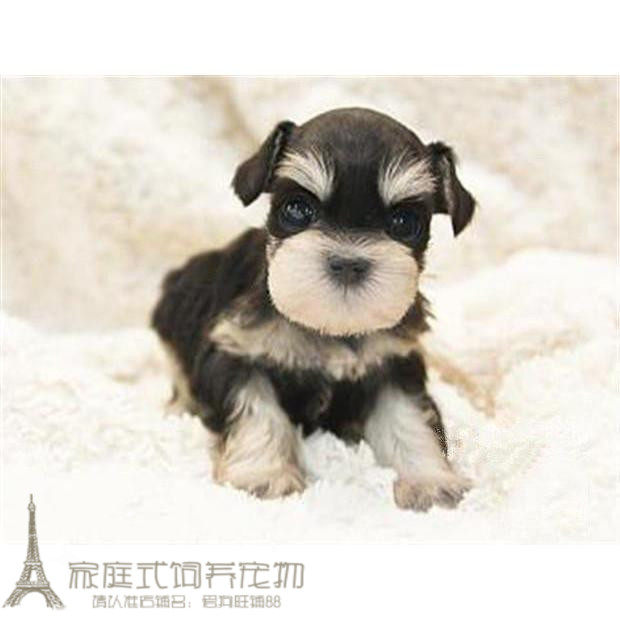 活体纯种雪纳瑞犬小狗幼犬椒盐色白胡子老头黑银色公母3p
