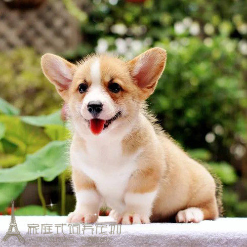 出售家养威尔士柯基犬纯种柯基活体宠物狗茶杯犬赛级柯基幼犬p