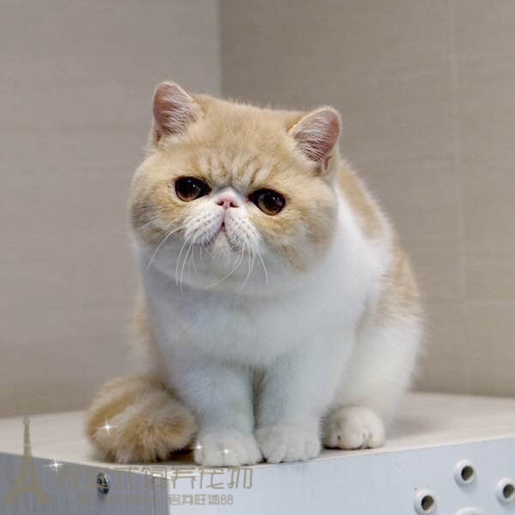 赛级加菲猫宠物猫活体异国短毛幼猫水滴眼包子脸乳白梵文小猫g