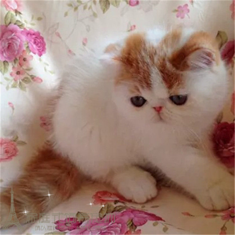 出售纯种异国短毛猫加菲猫活体宠物猫加菲幼猫红小胖净梵加菲猫g