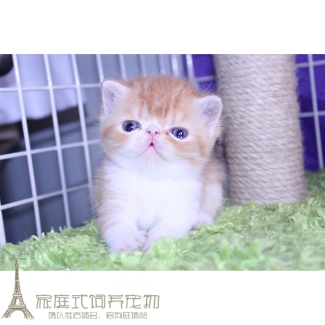 加菲猫乳色小公猫幼猫异国短毛猫幼猫 出售活体宠物猫健康家养p