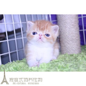 加菲猫乳色小公猫幼猫异国短毛猫幼猫 出售活体宠物猫健康家养p