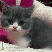 猫舍出售蓝猫宠物活体英短蓝白猫活体幼猫纯种英国短毛猫蓝白p
