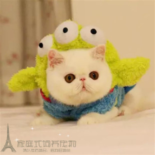 出售纯种活体异国短毛猫幼猫纯白色加菲猫赛级宠物猫全白加菲猫p