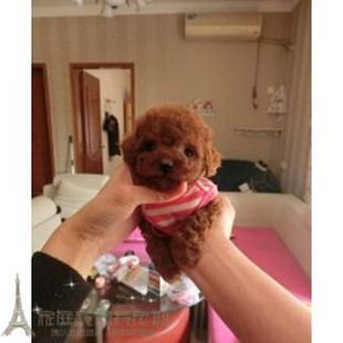 赛级红泰迪幼犬茶杯长不大的泰迪狗玩具型迷你赛级灰色贵宾75p