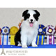 赛级边境牧羊犬狗狗边牧纯种幼犬活体双血统七白到位家养出售p