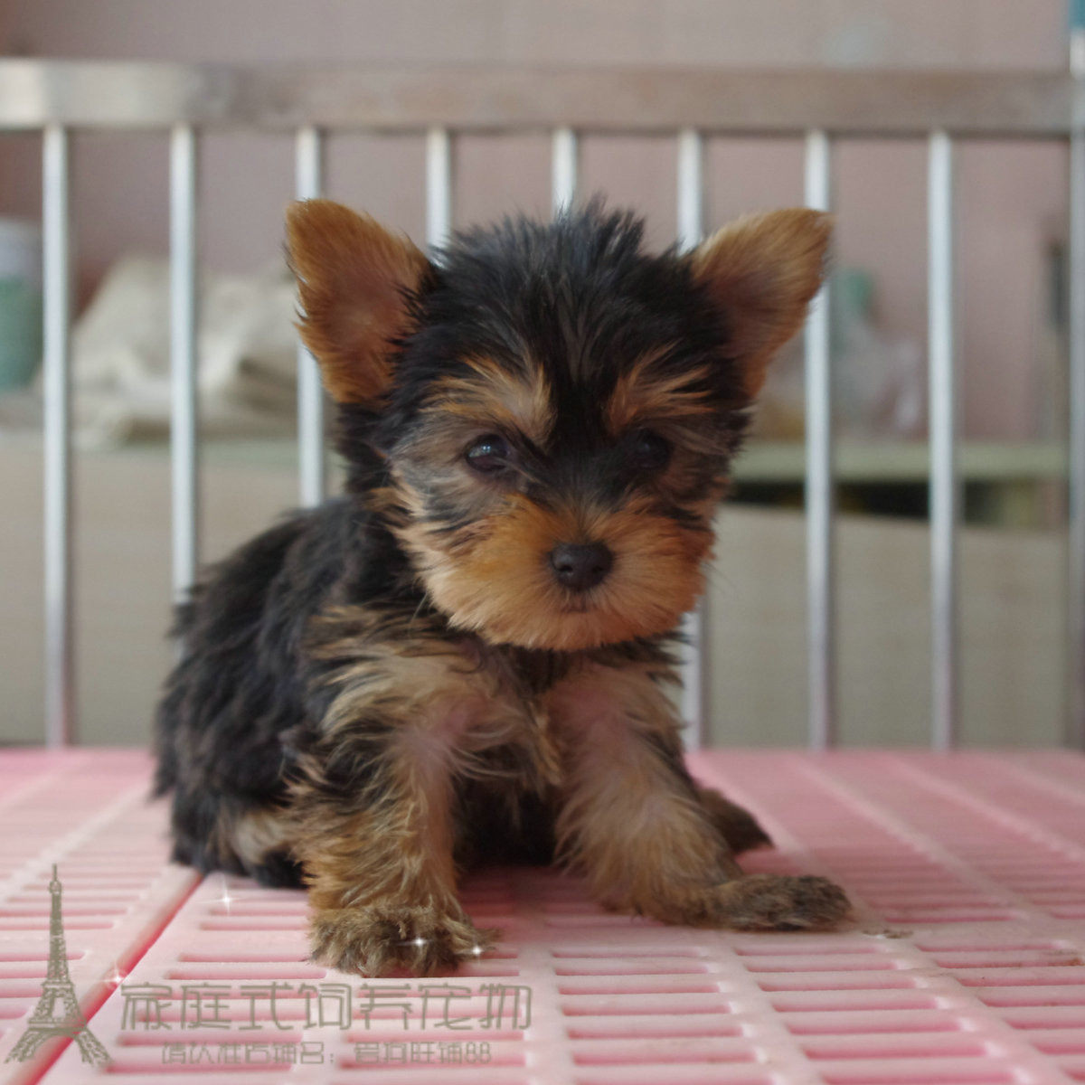 纯种约克夏幼犬美丽婉约优雅高贵金头银背公母都有家养双血统p