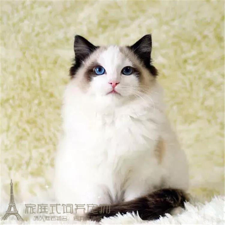 CFA注册猫舍出售纯种布偶猫双色蓝眼活体布偶幼猫活体宠物猫p
