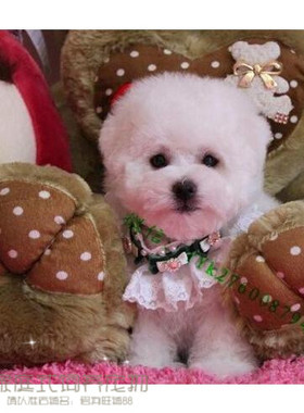 纯种活体法国卷毛比熊犬幼犬茶杯犬迷你型家养赛级幼狗比熊犬27p