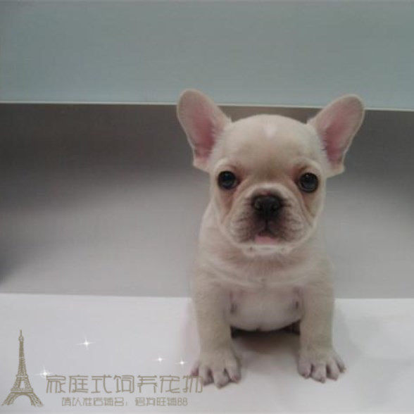 奶油法国斗牛犬法斗小型犬玩赏犬奶油法斗法牛幼犬活体宠物狗狗p