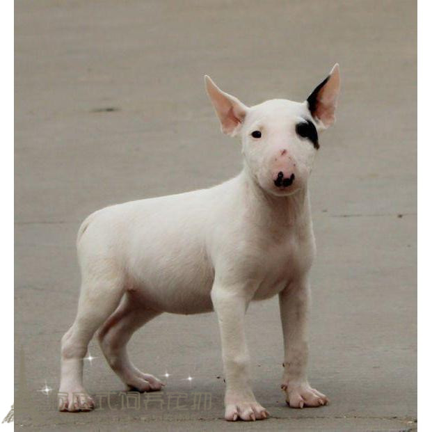 宠物狗狗活体幼犬赛级纯种牛头梗单耳黑海盗脸标准迷你短毛狗p
