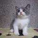 出售英短蓝白宠物猫纯种英国短毛猫英短立耳折耳活体幼猫 包邮