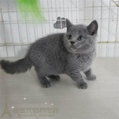 家养宠物活体蓝猫英短蓝白猫活体幼猫纯种英国短毛猫蓝白p