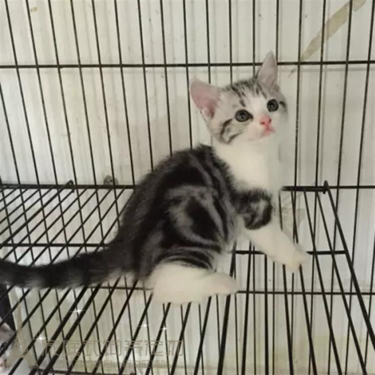 出售宠物猫美国短毛猫美短加白活体幼猫起司猫银虎斑加白猫短毛p