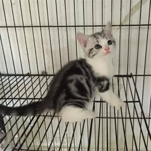 出售活体银虎斑美国短毛猫