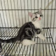 出售宠物猫美国短毛猫美短加白活体幼猫起司猫银虎斑加白猫短毛p