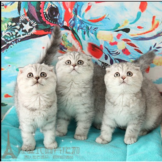 超萌银渐层折耳英短折耳猫 银虎斑鱼骨刺纹 苏格兰折耳猫活体p