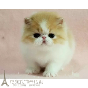 加菲猫宠物猫异国短毛猫纯种加菲猫幼猫活体长毛弟弟支持支付宝g