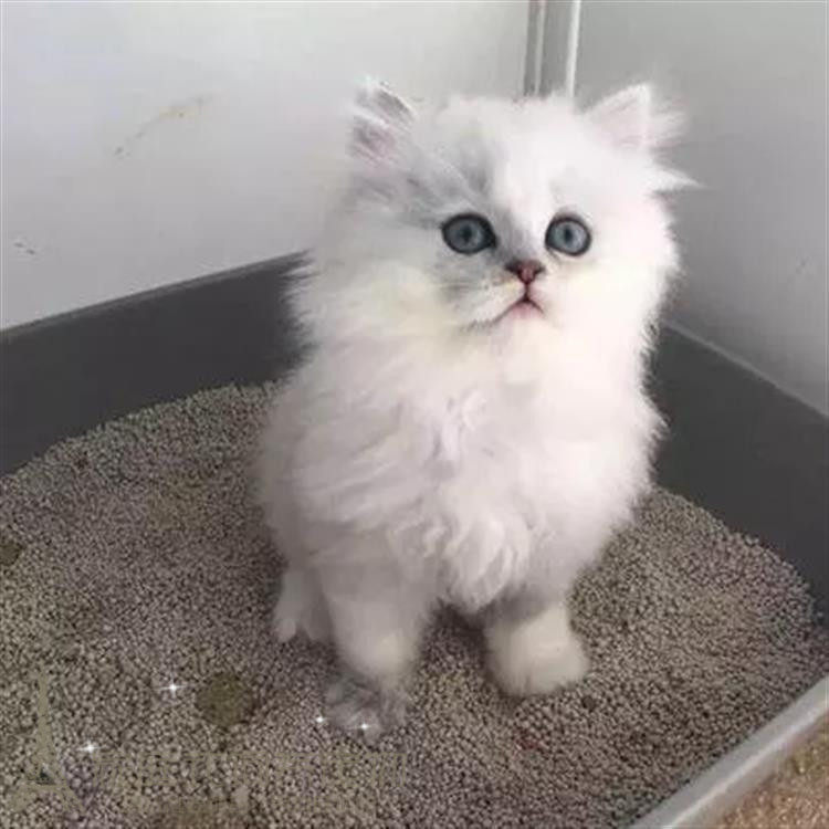 出售金吉拉幼猫长毛猫纯种家养银渐层宠物猫活体猫咪血统纯正p